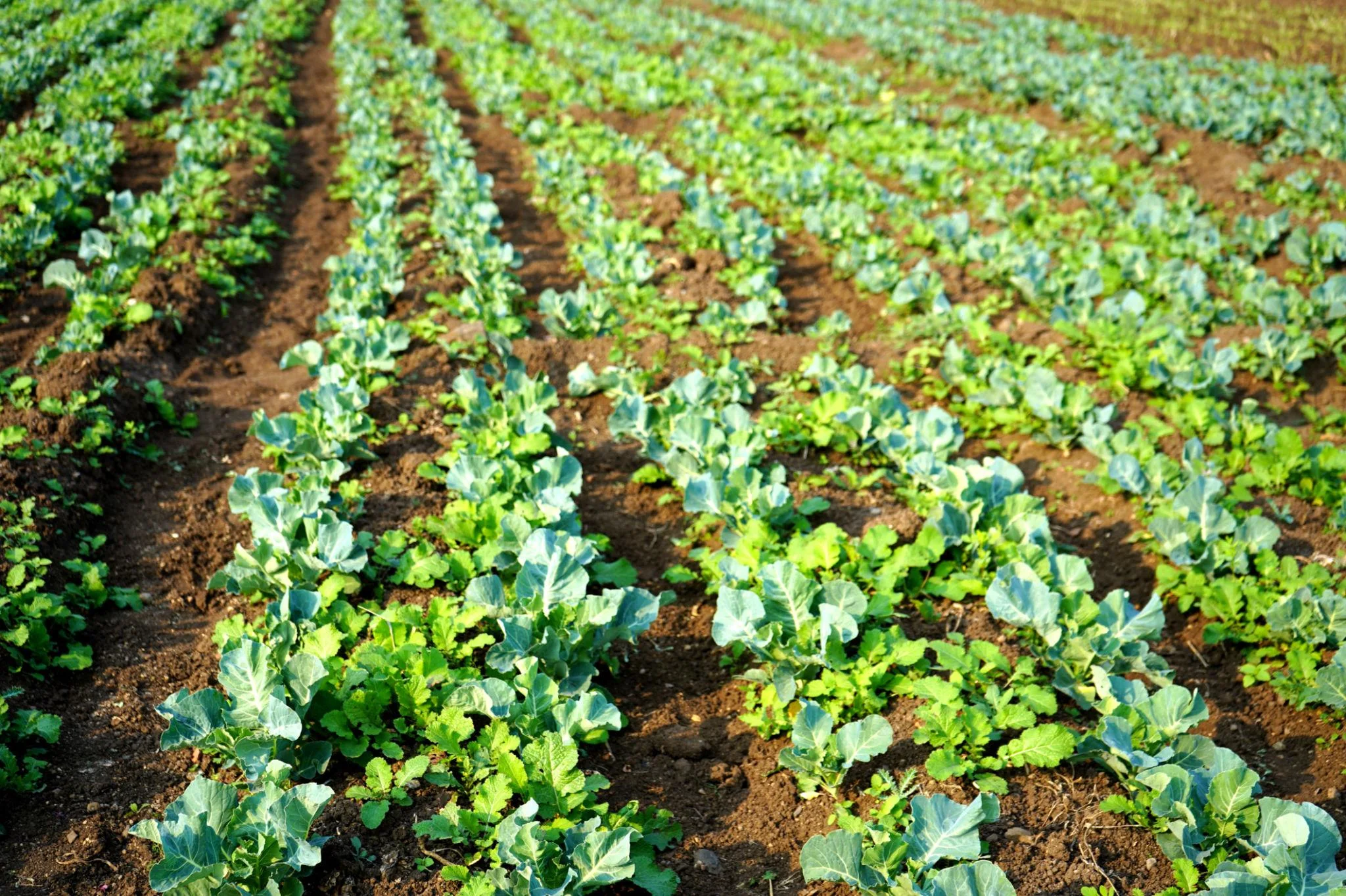 Farmland near Naya Raipur suitable for long term investment